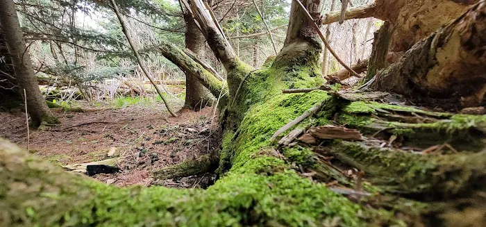 Mt. Mitchell Campground 5