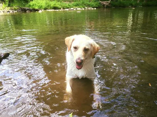 Greenbrier Campground 8