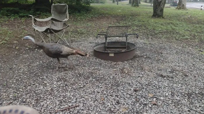 Cosby Campground 7