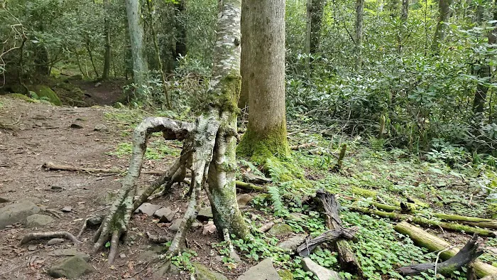 Cosby Campground 10
