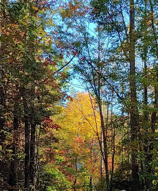 Shoestring Creek Campground 5