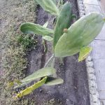 Oakbrook Mobile Home Park