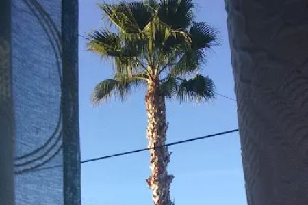 Palm Grove Village