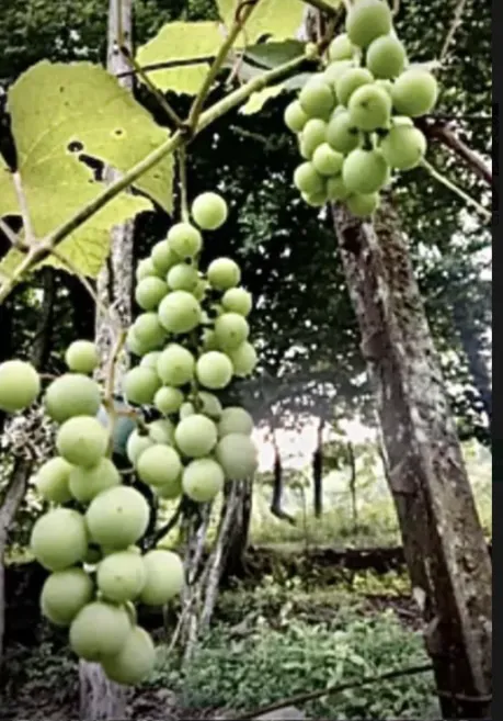 Skip A Stone Farm 9