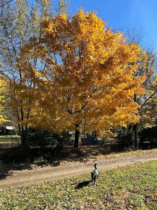 Meadow Fork Campground 9