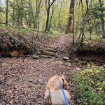 Pilot Mountain State Park Canoe-In Campsites