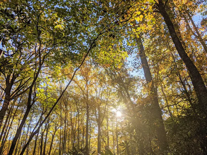 Julian Price Campground 9