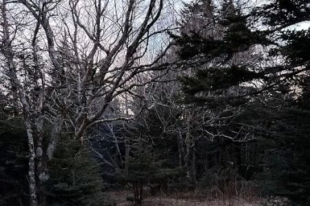 Briar Patch Campsite
