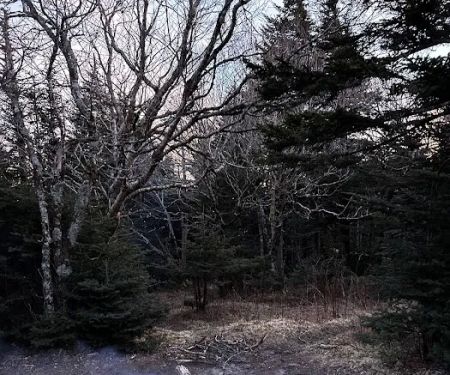 Briar Patch Campsite