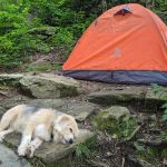 Profile Campsite