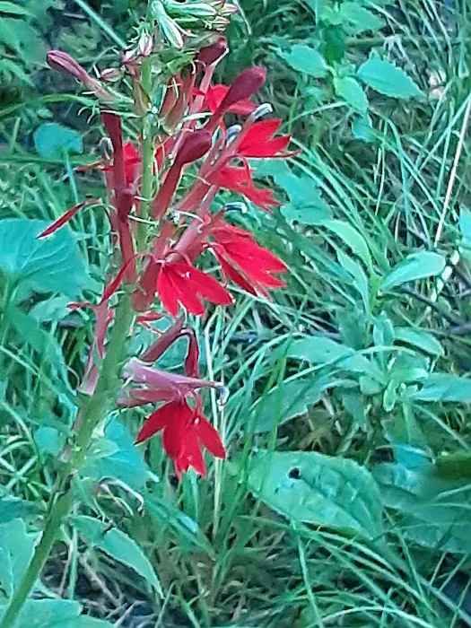 Paint Creek Campground 10
