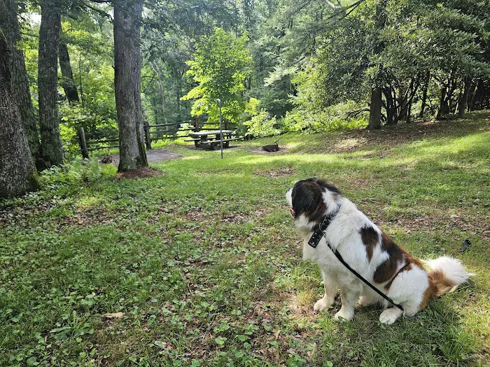 Doughton Park Campground 10