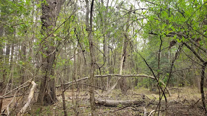 Parkers Creek Campground 6