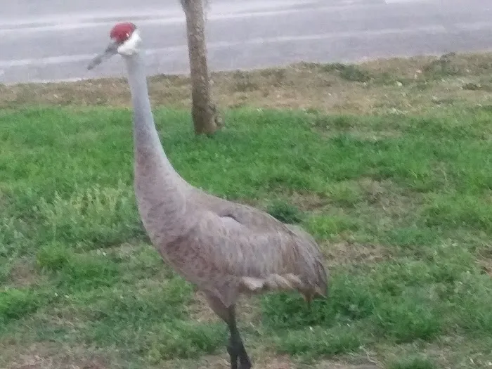 Lake Kissimmee Mobile Home Park 6