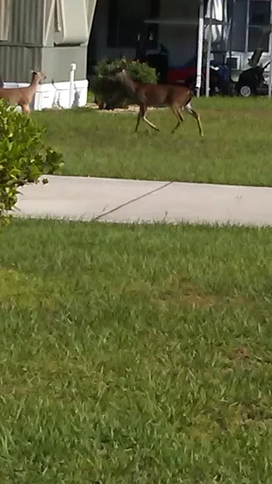 Lake Kissimmee Mobile Home Park 4