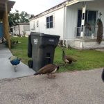Sawgrass Lake Estates