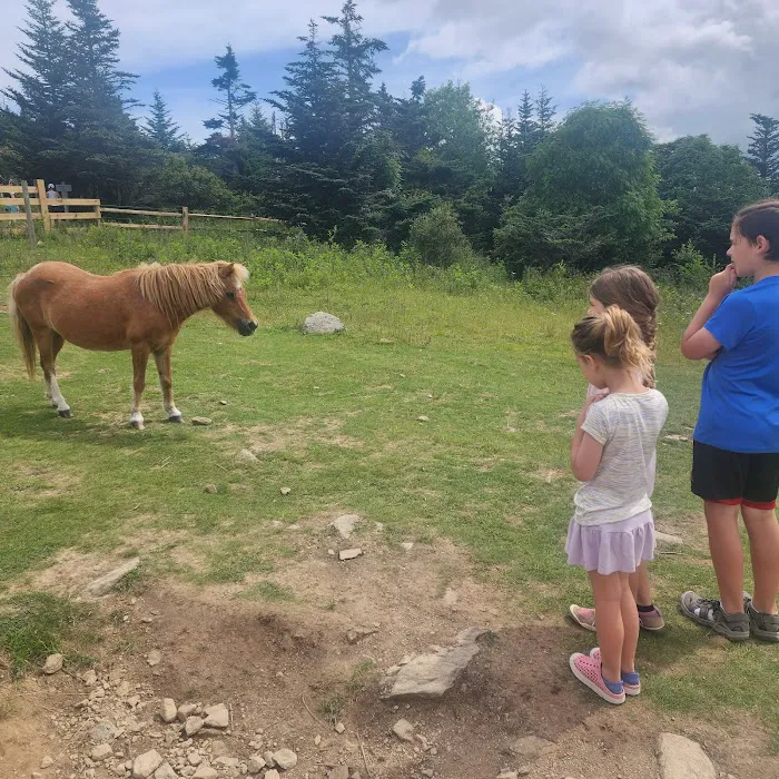 Grayson Highlands Campground 4