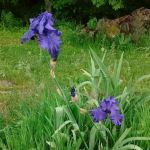 Living Waters Campground