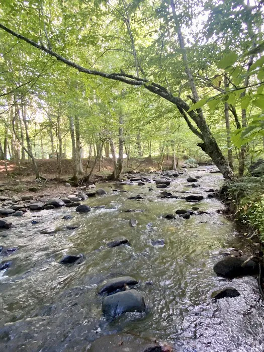 Roan Mountain State Park Campground 4
