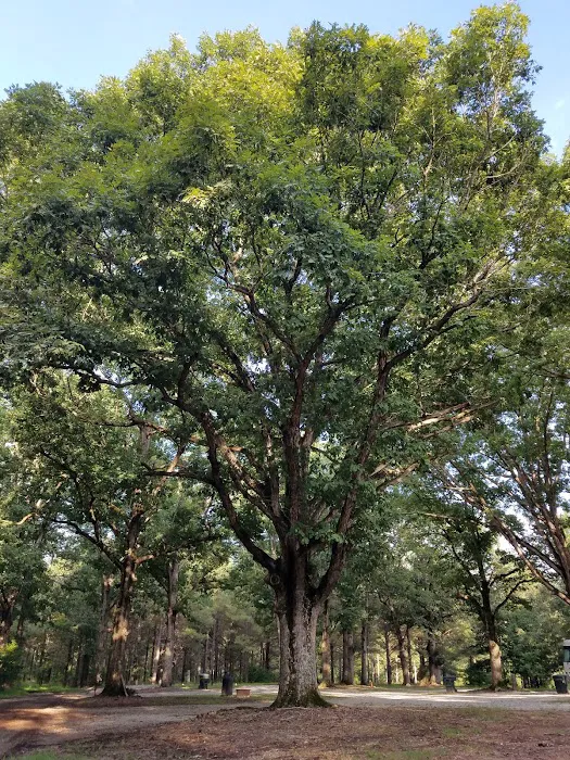 The Matthews Campground 3