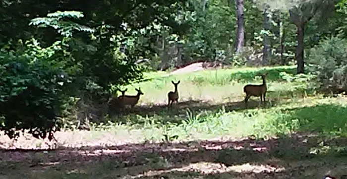The Matthews Campground 4