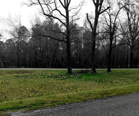 Lake Sardis Campground
