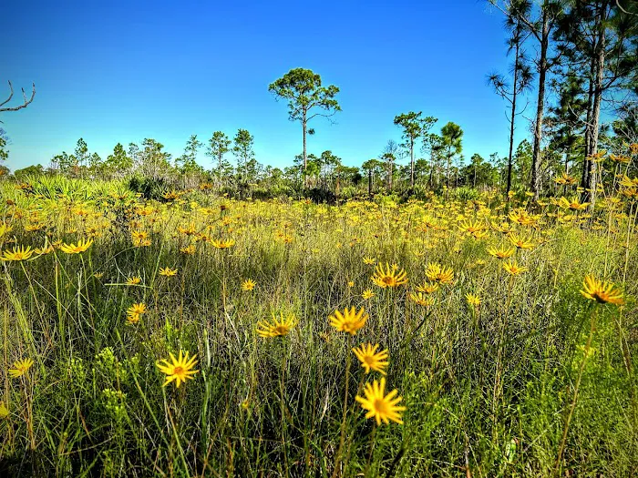 Highlands Hammock State Park Campground 6