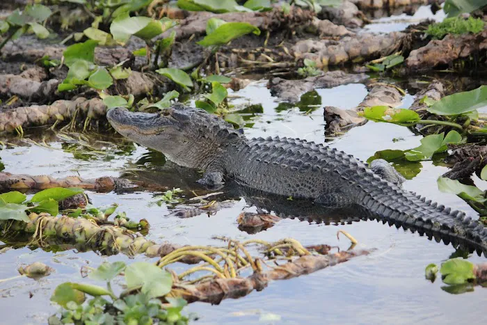 Grape Hammock Fish Camp & Airboat Rides 7