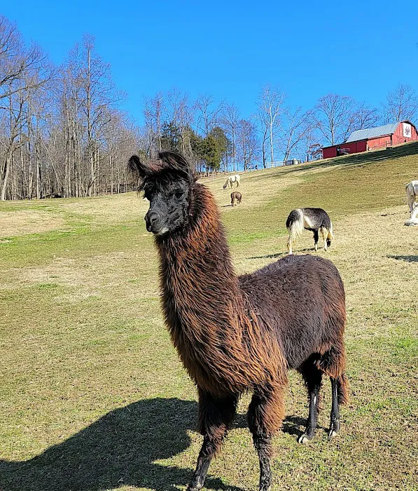 Lazy Llama Campground 5
