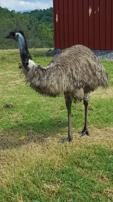 Lazy Llama Campground 10
