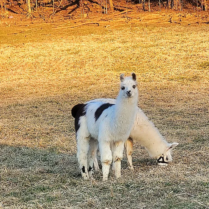 Lazy Llama Campground 9