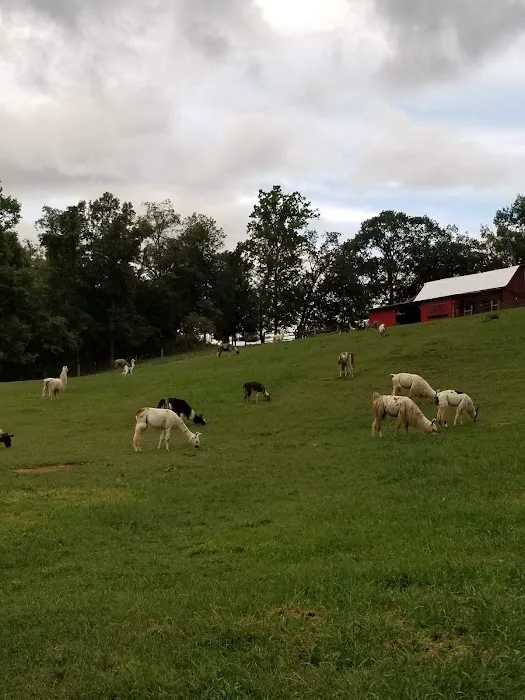 Lazy Llama Campground 7
