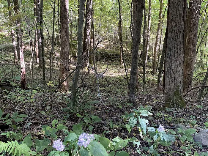 Woodsmoke Campground 9