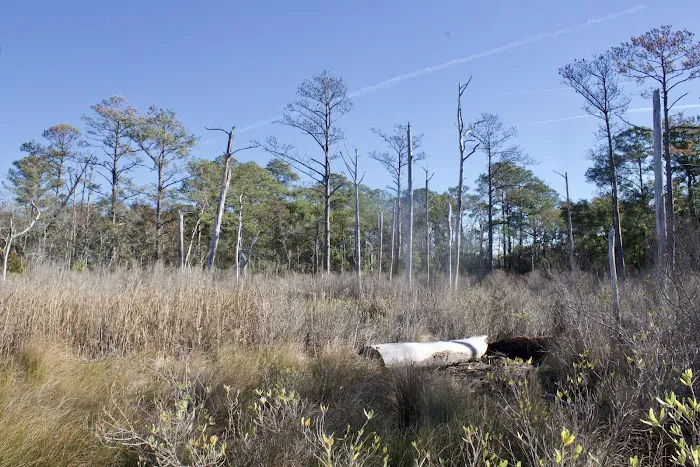 Carolina Beach State Park Campground 7