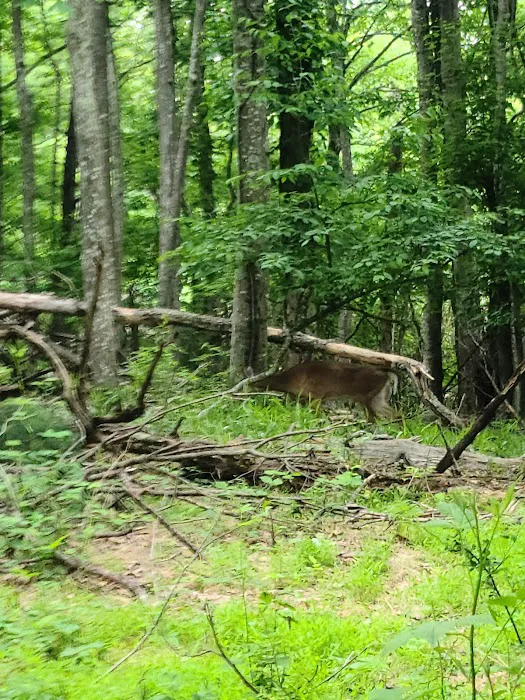 Rocky Knob Recreation Area 9
