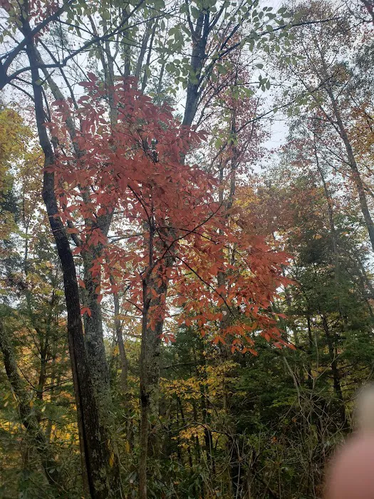 Beartree Campground 9