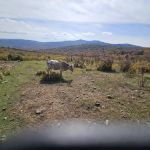 Fox Creek Horse Camp