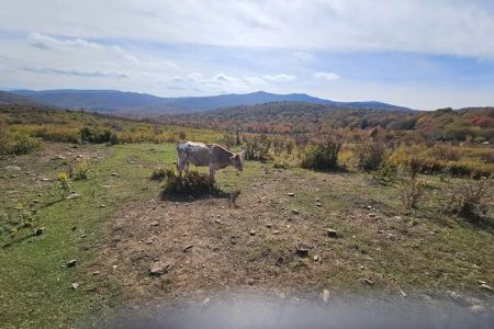 Fox Creek Horse Camp