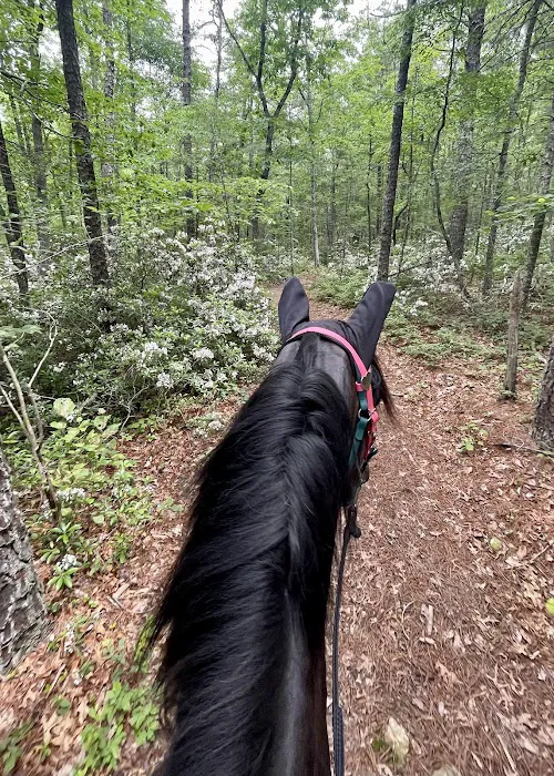 Iron Mountain Horse Camp 4