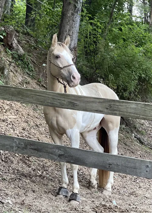 Iron Mountain Horse Camp 8