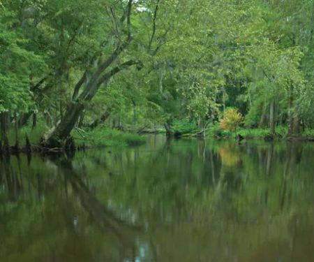 Hunts Bluff Campground