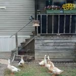 Pine Grove Mobile Home Park