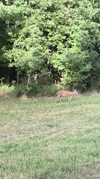 WildView Stays 9