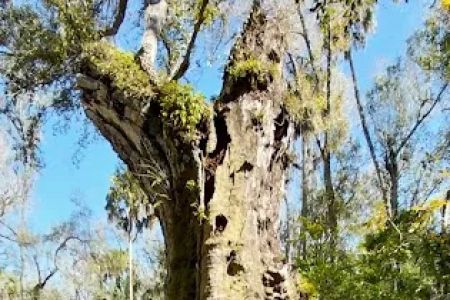Youth Camp, Highlands Hammock State Park