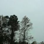 Port-O-Pines Estates