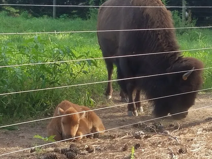 Bison Trail RV Park/Piedmont Bison Ranch 4