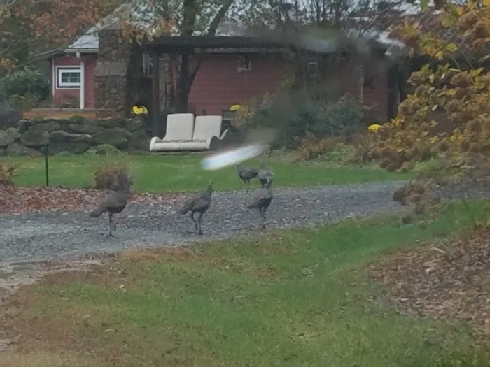Bison Trail RV Park/Piedmont Bison Ranch 9