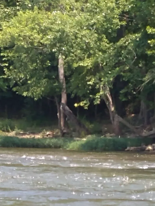 River Junction Campground and Canoeing 8