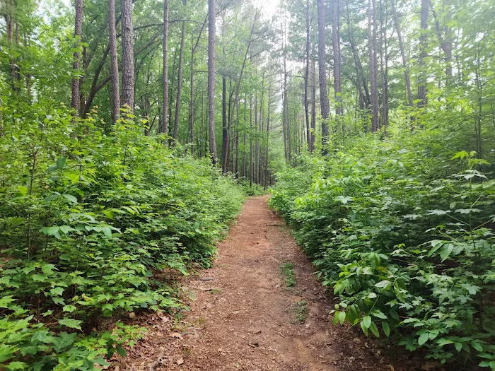 Shinleaf Group Campsites 4