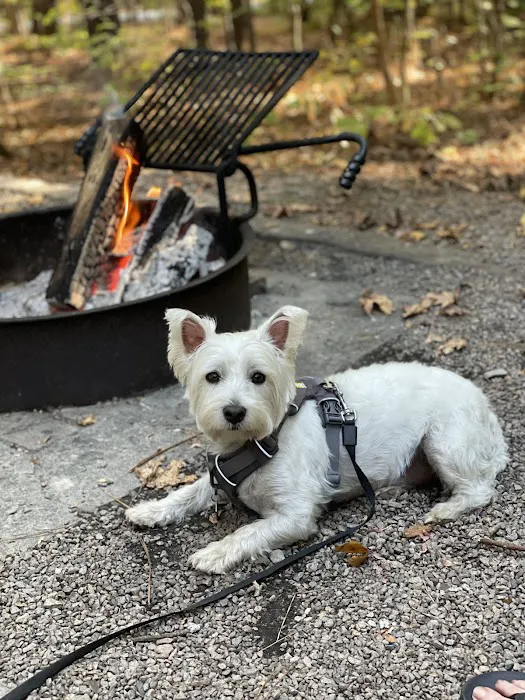 Holly Point Loop 3 Campgrounds 2